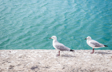 Two seagulls relaxing on harbour wall