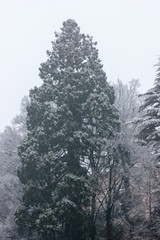 Group of frosty spruce trees and pine in snow at winter