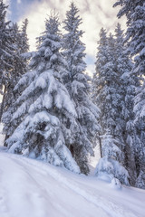 Christmas trees in a snow-white dress, alpine coniferous forest background, vertical image