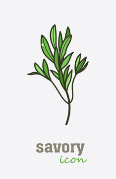 Savory Vector Icon. Vegetable Green Leaves