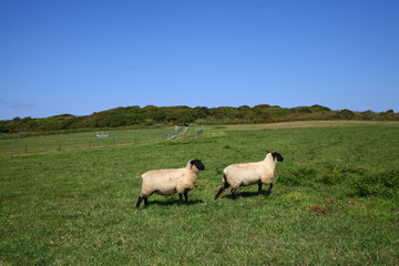 Fototapeta na wymiar sheep