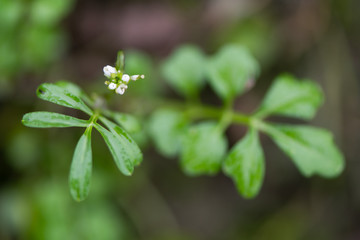 Hairy bittercress (Cardamine hirsuta) flowers and leaves. Common weed and bitter edible herb in the mustard family (Brassicaceae)