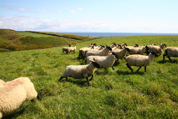 sheep