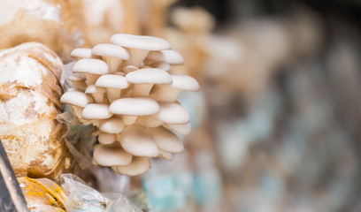 cultivation on straw. Growing Mushrooms at Home. Close up, selective focus.
