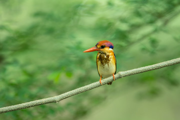 Oriental Dwarf or Black-backed Kingfisher, Ceyx erithaca with green habitat