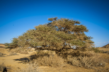 mitzpe ramon