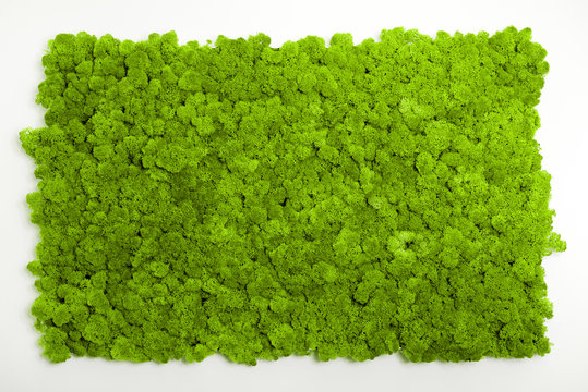 Reindeer moss wall, green wall decoration made of reindeer lichen Cladonia rangiferina, recolored to match Pantone 15-0343c, color of the year 2017, isolated on white, usable for interior mock ups