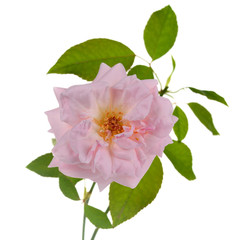 pink rose isolated on white background