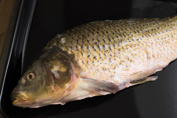 Raw carp on a baking sheet prepared for cooking