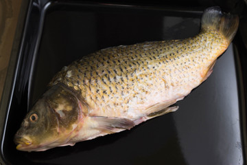 Raw carp on a baking sheet prepared for cooking