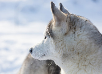Naklejka premium Husky puppy outdoors in winter