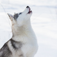 Husky outdoors in winter