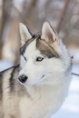 Fototapeta premium Husky dog with blue eyes