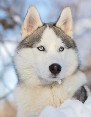 Husky dog with blue eyes