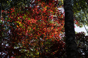 Maple tall on the Phu Kradueng National Park.