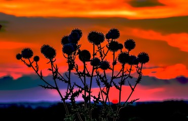 THE THISTLES AT SUNSET