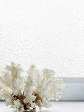 White coral on a background of ice-covered  window