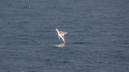 Naklejka premium Seagull dives into the sea