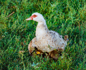 The duck hen with ducklings