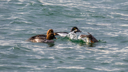 Fototapeta premium The common goldeneye is a medium-sized sea duck. The species is named for its golden-yellow eye. These diving birds forage underwater.