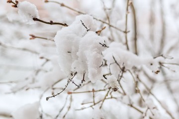 Snow-covered branches close-up on a winter day