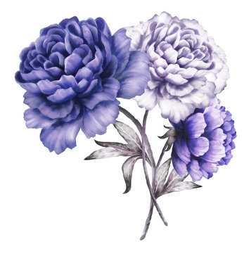 blue peonies. watercolor flowers. floral illustration in Pastel colors. bouquet of flowers isolated on white background. Leaf. Romantic composition for wedding or greeting card.