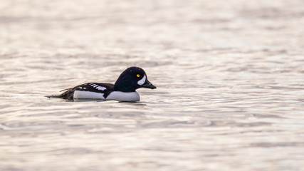 The common goldeneye is a medium-sized sea duck. The species is named for its golden-yellow eye. These diving birds forage underwater.
