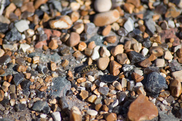 Gravel Bug