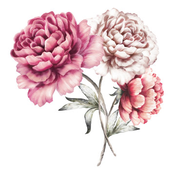pink peonies. watercolor flowers. floral illustration in Pastel colors. bouquet of flowers isolated on white background. Leaf. Romantic composition for wedding or greeting card.