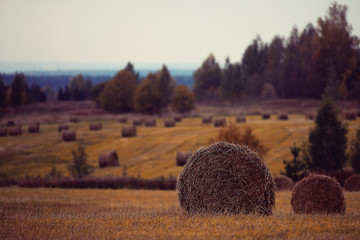 landscape haystacks in a field of autumn village