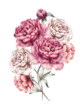 pink peonies. watercolor flowers. floral illustration in Pastel colors. bouquet of flowers isolated on white background. Leaf and buds. Romantic composition for wedding or greeting card.
