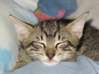 Gattino che dorme