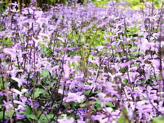 Obraz premium purple blooming flower background bright and beautiful