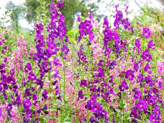 Naklejka premium purple blooming flower background bright and beautiful