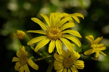 Farfugium japonicum (Japanese silver leaf)