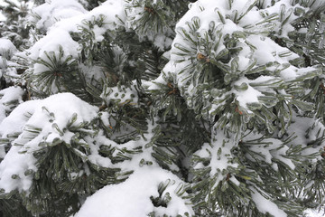 Pine in snow and ice. Freezing rain.