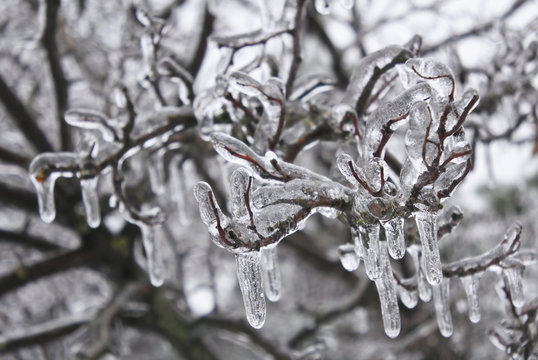 The branches of the tree ice. Freezing rain.