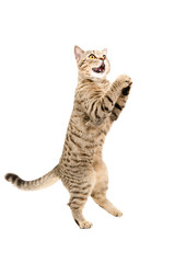 Portrait of funny playful cat Scottish Straight, standing on his hind legs