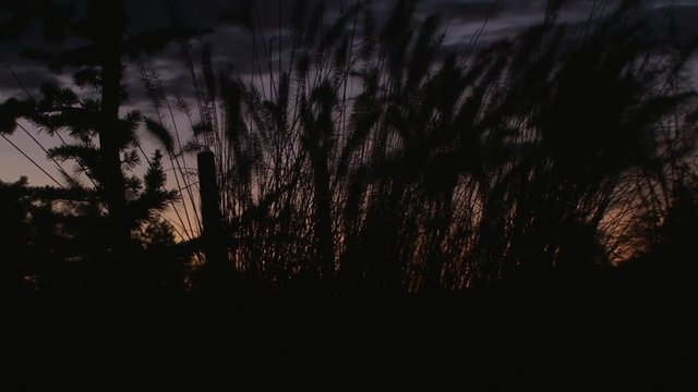 Es wird Nacht - im letzten schwachen Licht der untergehenden Sonne bewegen sich Binsengr&auml;ser im Wind