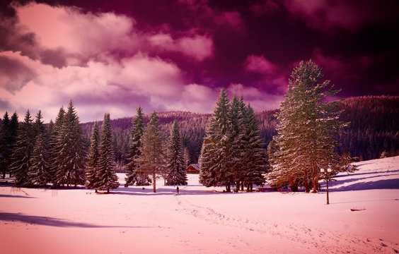 Fototapeta snovy trees on winter mountains