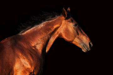 Fototapeta na wymiar Portrait of a horse on a black background in profile