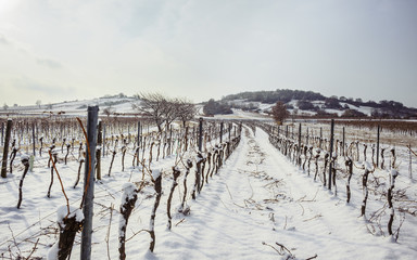 Weingarten mit Goldberg im Winter im Burgenland