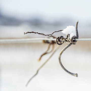 Treib einer Weinrebe am Spanndraht im Weingarten