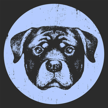 Portrait of Rottweiler. Hand drawn illustration. Vector
