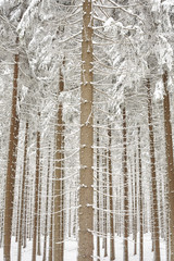 Snow covered tree trunks, natural background, selective focus.