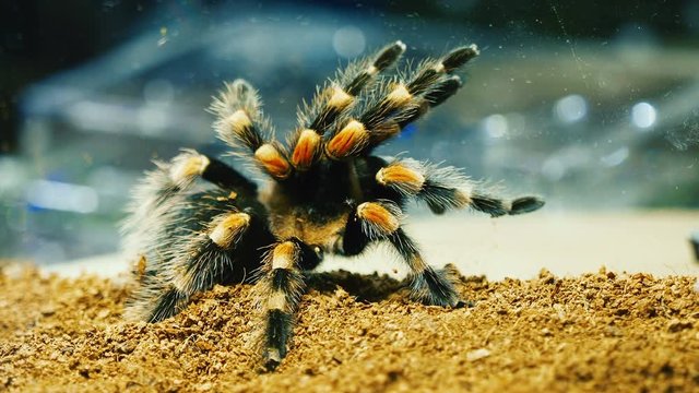 Close-up of a tarantula spider. Dangerous insect in a special terrarium.