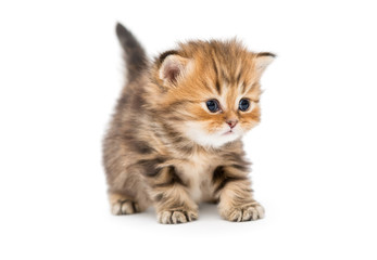Fototapeta na wymiar Small striped kitten breed British marble