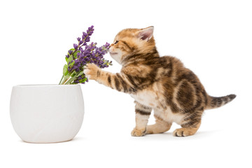 Kitten and a vase with lavender flower