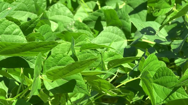 Field with bush black beans (Phaseolus vulgaris). Vinales valley, Cuba
