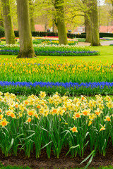 Colourful daffodils, bluebells and tulips flowerbeds in an Spring Formal Garden